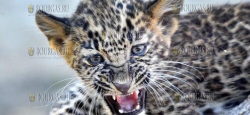 2-месячный леопард Виктория