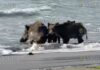 Дикие кабаны принимают морские ванны в Варне
