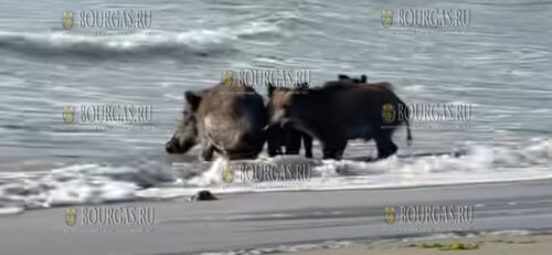 Дикие кабаны принимают морские ванны в Варне