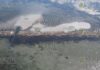 наблюдается восстановление лугов морских трав в Черном море недалеко от Бургаса