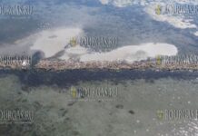 наблюдается восстановление лугов морских трав в Черном море недалеко от Бургаса
