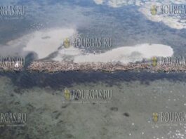 наблюдается восстановление лугов морских трав в Черном море недалеко от Бургаса