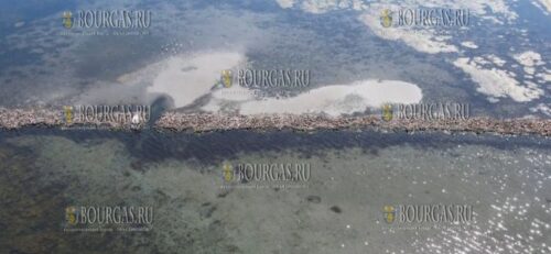 наблюдается восстановление лугов морских трав в Черном море недалеко от Бургаса