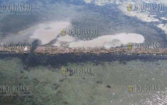 наблюдается восстановление лугов морских трав в Черном море недалеко от Бургаса