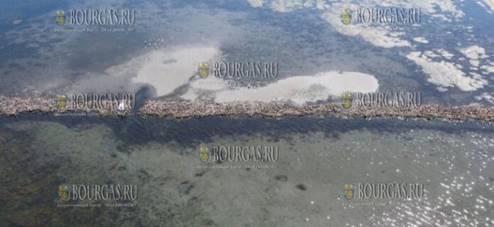 наблюдается восстановление лугов морских трав в Черном море недалеко от Бургаса