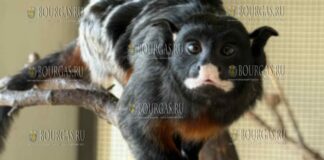 пара краснобрюхих или белогубых игрунков появилась в зоопарке Бургаса