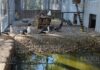 в зоопарке Разграда появились новые обитатели - 12 водоплавающих птиц