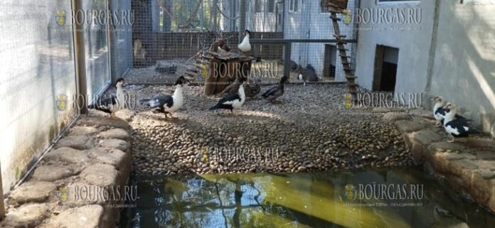 в зоопарке Разграда появились новые обитатели - 12 водоплавающих птиц