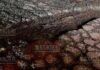 дорога Бургас-Каблешково находится в ужасающем состоянии