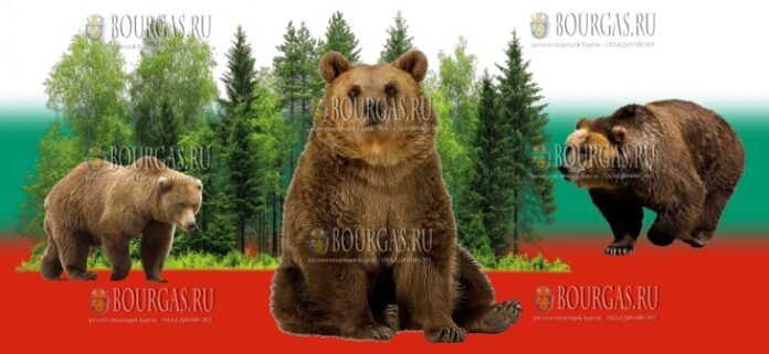 медведи в Болгарии медведи в Болгарии