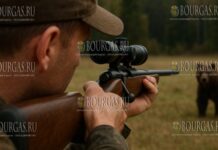 медведей в Болгарии стало слишком много, по этому в Триграде выдали два разрешения на их отстрел