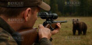 медведей в Болгарии стало слишком много, по этому в Триграде выдали два разрешения на их отстрел