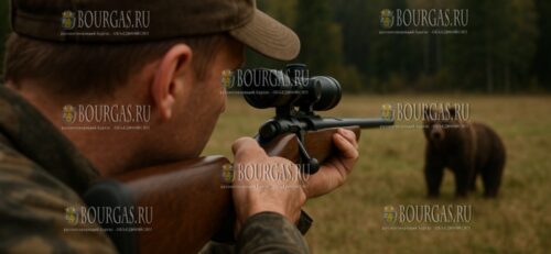медведей в Болгарии стало слишком много, по этому в Триграде выдали два разрешения на их отстрел