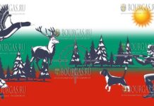 Мужчина получил тяжёлые травмы во время охоты недалеко от Велинграда охота в Болгарии