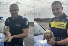 Полицейские в Болгарии спасли маленького щенка