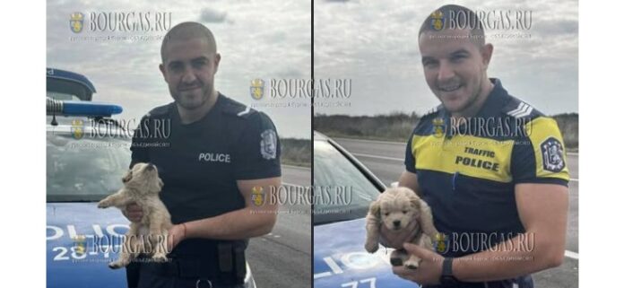 Полицейские в Болгарии спасли маленького щенка