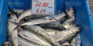рыбаки из Каварны похвастались хорошим уловом черноморско-азовской проходной сельди