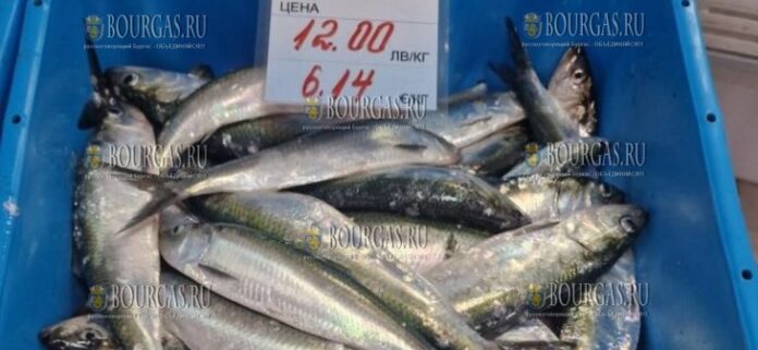 рыбаки из Каварны похвастались хорошим уловом черноморско-азовской проходной сельди