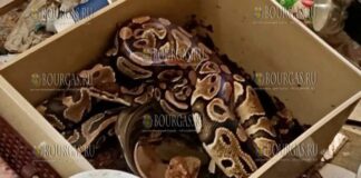 соседский питон посетил дом жителя Софии в ЖК Враждебна