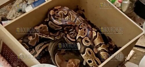 соседский питон посетил дом жителя Софии в ЖК Враждебна