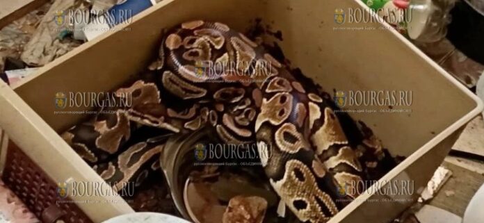 соседский питон посетил дом жителя Софии в ЖК Враждебна соседский питон посетил дом жителя Софии в ЖК Враждебна