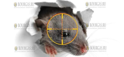 стартует осенняя дератизация в Болгарии