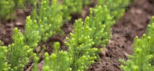 в Болгарии пытаются восстанавливать леса, сгоревшие в пожарах