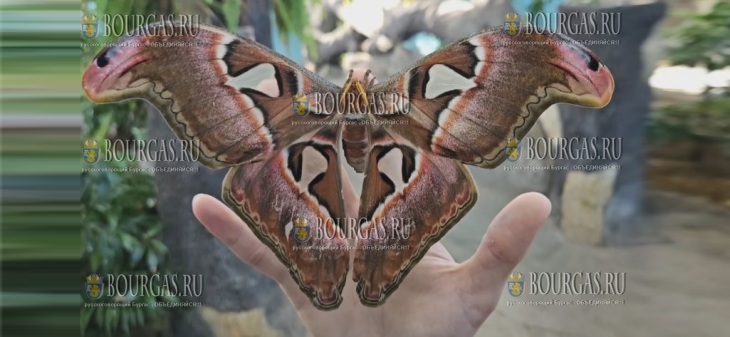 в Музее естественной истории Пловдива собрали бабочек-атласов