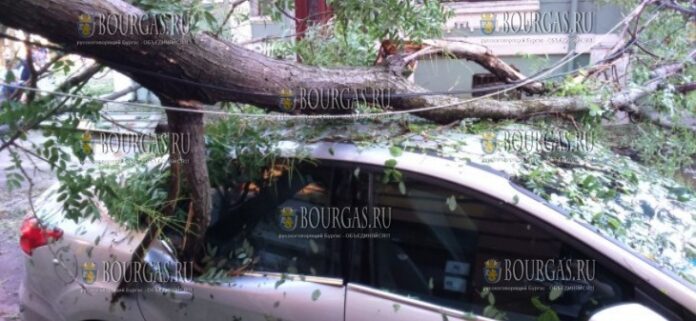 В Пловиве дерево упало на автомобиль