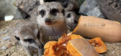 в зоопарке Бургаса для животных устроили Хэллоуин