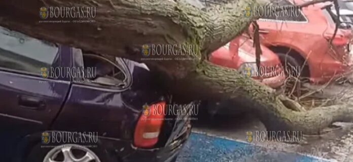 ветер повалил дерево на автомобили в Сливене