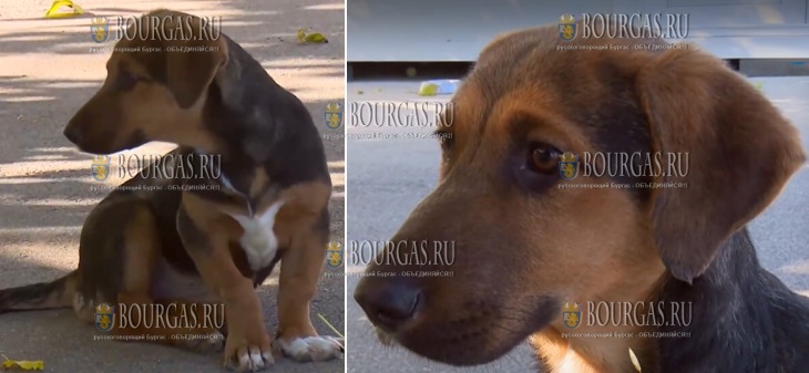 бездомная собака из Варны - Шиши, скоро станет актрисой