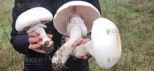 грибы в Болгарии