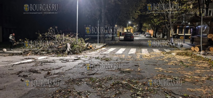 из-за порыва ураганного ветра в Царево упало дерево
