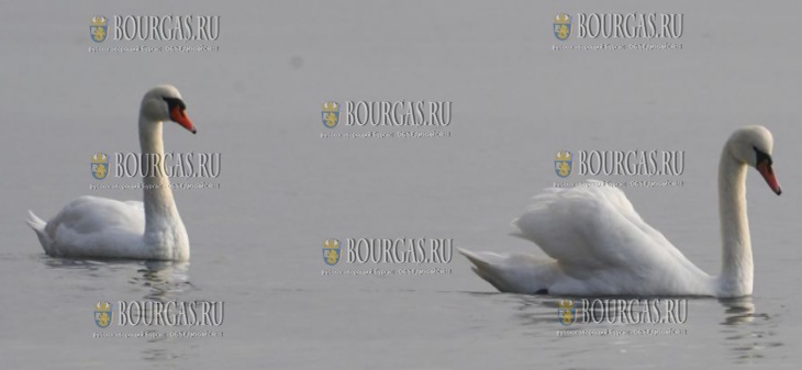 лебеди прилетели на зимовку в Варненский залив
