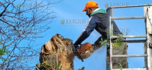 на улицах Варны удаляют опасные деревья