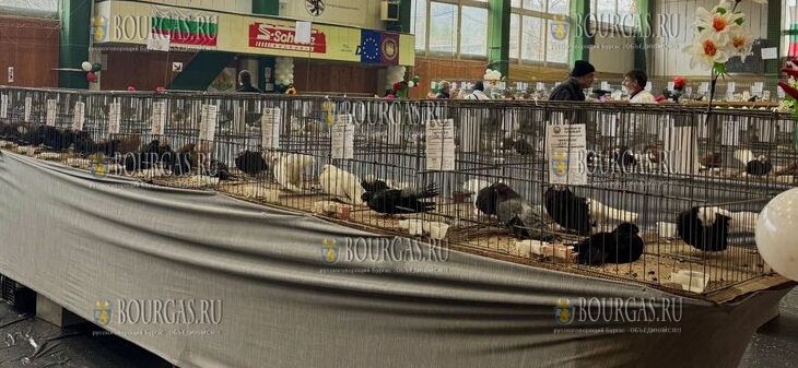 Национальная выставка голубей в Ловече