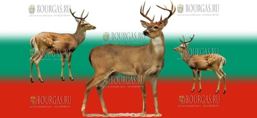 олени в Болгарии, олень в Болгарии