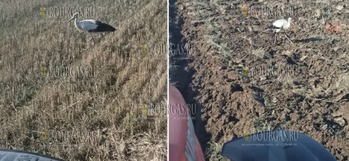 осталось довольно много аистов в Бургасе и области