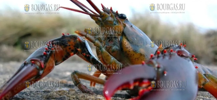 рыбаки ловят лобстеров недалеко от Несебра