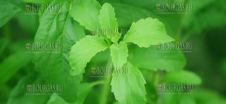 табак в Болгарии