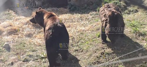 в Болгарии проходят адаптацию два медведя из Украины, это брат и сестра, семилетние Фрол и Фрося
