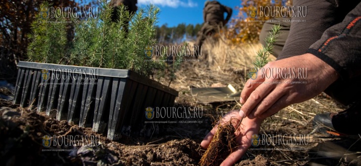 в Стара Загора высадят саженцы атласского кедра