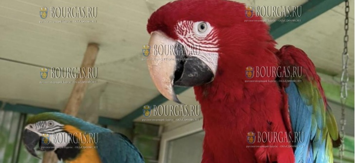 в зоопарке Бургаса проживают два попугая ары - Пако и Молли