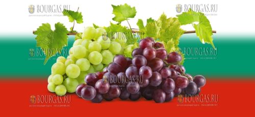 виноград Болгарии, виноград в Болгарии