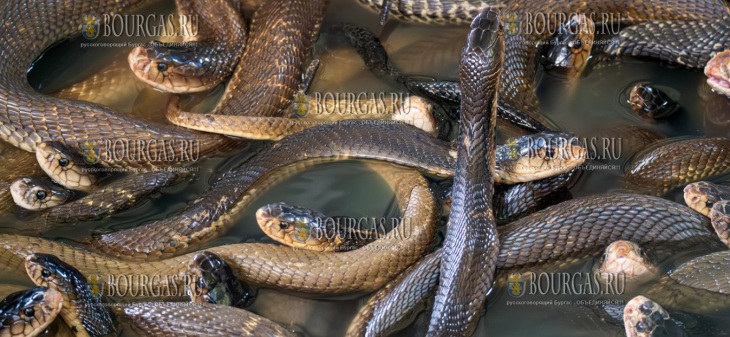 житель Велико Тырново незаконно разводил ядовитых рептилий охраняемого вида