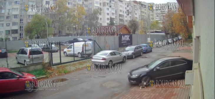 как македонцы убивают собак