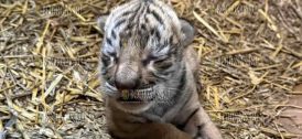 В зоопарке Стара Загора родился бенгальский тигрёнок