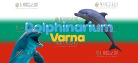 В Варненском дельфинарии пройдут бесплатные рождественские представления